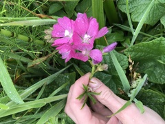 Sidalcea oregana eximia