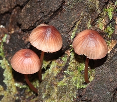 Mycena kuurkacea