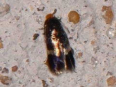Stigmella resplendensella