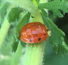 Harmonia axyridis