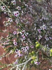 Thryptomene