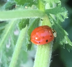 Harmonia axyridis
