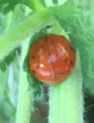 Harmonia axyridis