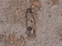 Pelochrista consobrinana