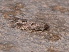 Pelochrista consobrinana