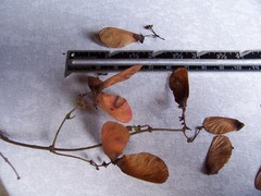 Heteropterys brachiata