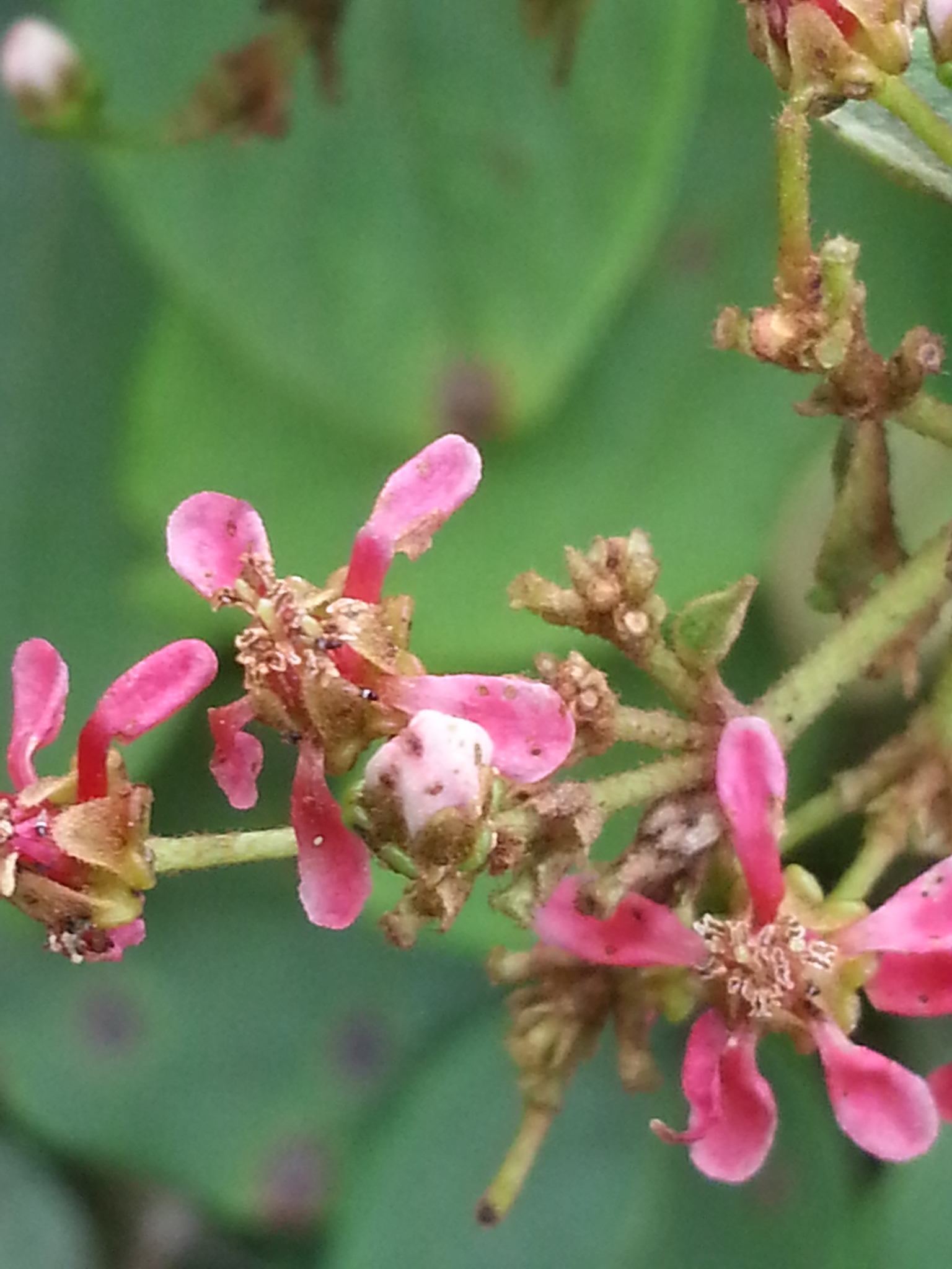 Heteropterys brachiata image