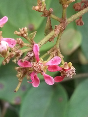 Heteropterys brachiata