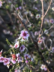 Thryptomene
