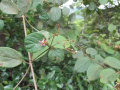 Heteropterys brachiata