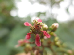 Heteropterys brachiata