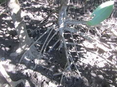 Rhizophora mucronata
