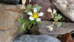 Caiophora pulchella