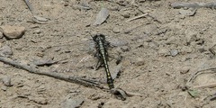 Gomphurus fraternus