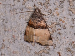 Cobubatha dividua