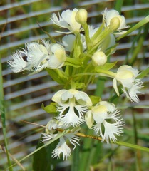 Platanthera leucophaea