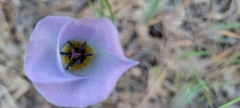 Calochortus invenustus