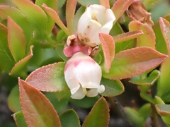 Vaccinium boreale