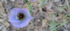Calochortus invenustus