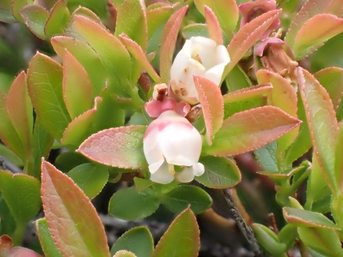 Image of Vaccinium boreale by (c) Tyler Smith, some rights reserved (CC BY-SA)