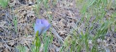 Calochortus invenustus