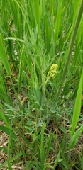 Lomatium brandegeei