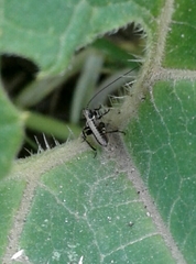 Antaxius spinibrachius