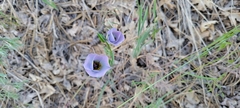 Calochortus invenustus