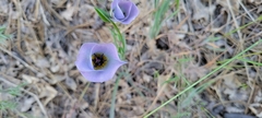 Calochortus invenustus