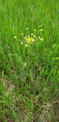 Lomatium brandegeei