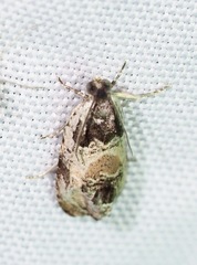 Olethreutes griseoalbana