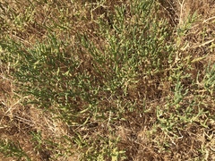 Arthroceras subterminale