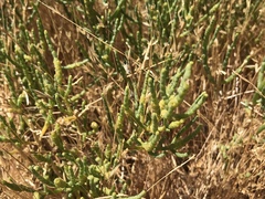 Arthroceras subterminale