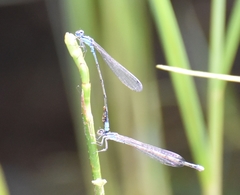 Enallagma divagans