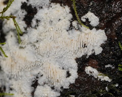 Dentipellicula leptodon