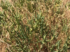 Arthroceras subterminale