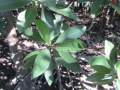 Rhizophora mucronata