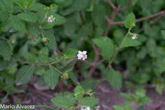 Lantana velutina