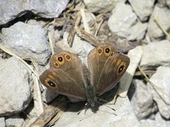 Lasiommata petropolitana