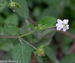 Lantana velutina