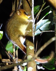 Microcebus lehilahytsara