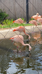 Phoenicopteriformes
