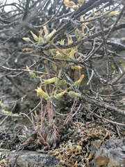 Dudleya abramsii calcicola