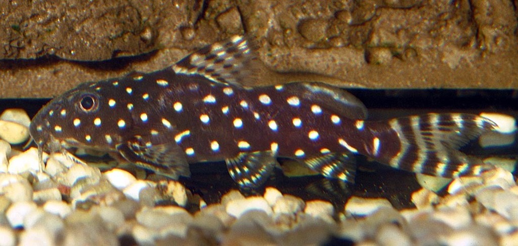 Synodontis angélique (Synodontis angelicus)