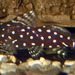 Polka-dot African Catfish - Photo (c) Haps, some rights reserved (CC BY-SA)