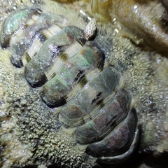 Acanthopleura