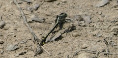Gomphurus fraternus