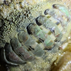 Acanthopleura