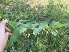 Polygonatum biflorum
