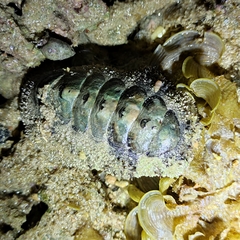 Acanthopleura